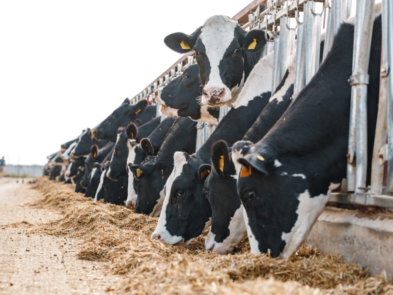 Cows standing in a stall and eating hay on a farm