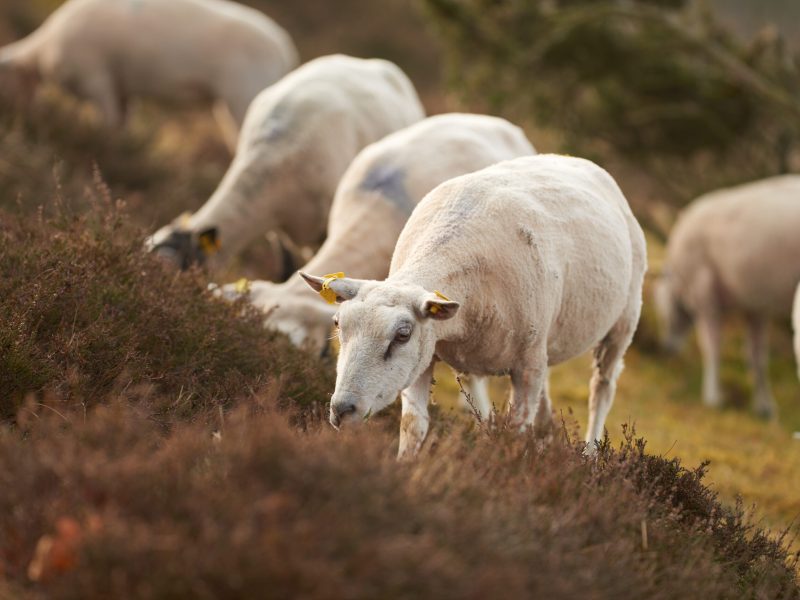 Sheep. A sheep in natural setting